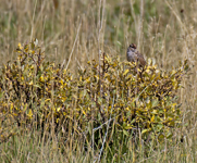 White crowned Sparrow 4409